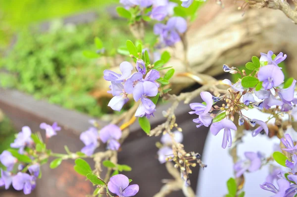 Floraison violette dans le parc au printemps — Photo