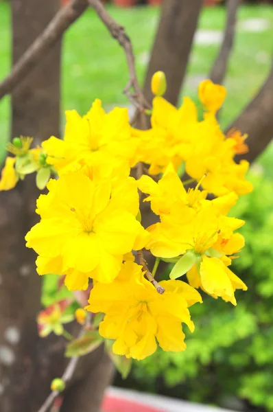 春に黄色のアンズの花 — ストック写真