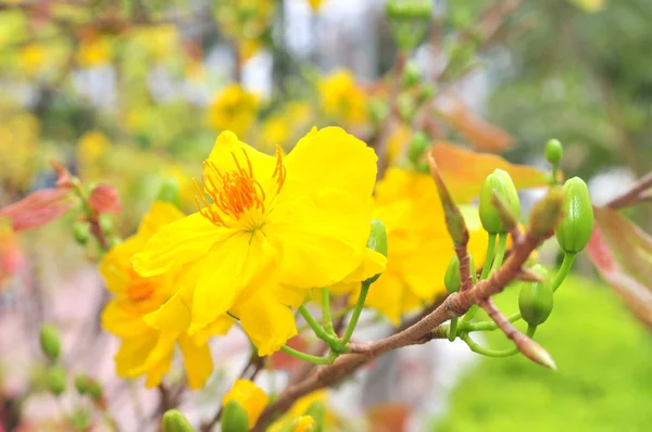 Yellow apricot blossom in the spring — Stock Photo, Image