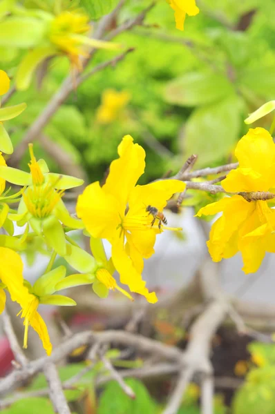 Yellow apricot blossom in the spring — Stock Photo, Image