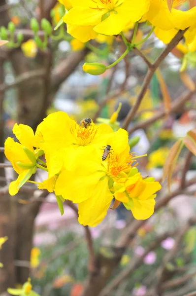 春に黄色のアンズの花 — ストック写真