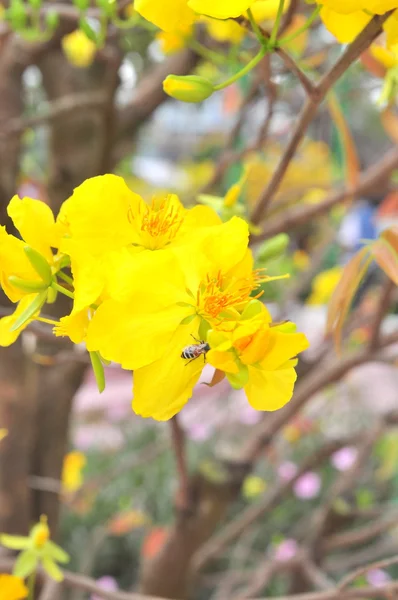 Flor de damasco amarelo na primavera — Fotografia de Stock