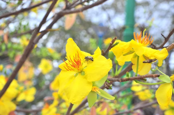 Yellow apricot blossom in the spring — Stock Photo, Image