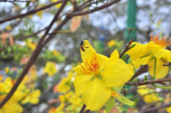 Yellow apricot blossom in the spring — Stock Photo, Image