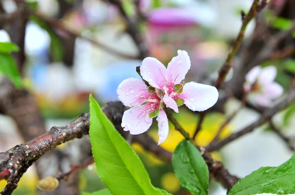 Flor de pêssego na primavera no Vietnã — Fotografia de Stock