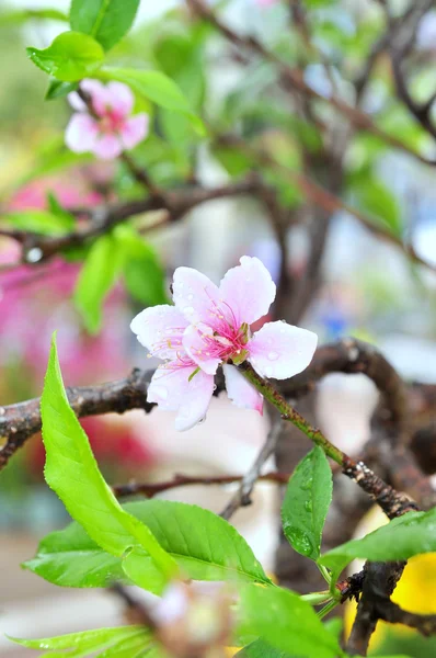Цвітіння персика навесні у В'єтнамі — стокове фото