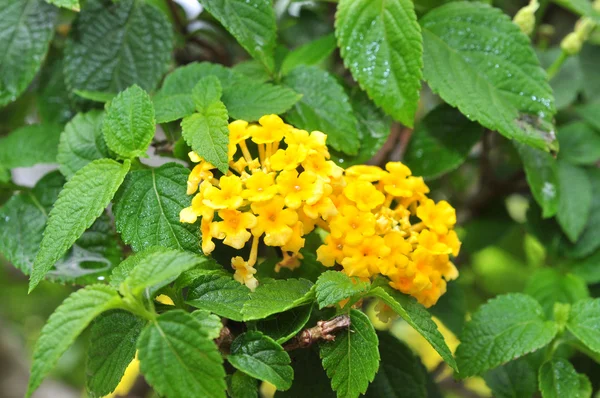 Ageratum conyzoides blossom в саду — стоковое фото