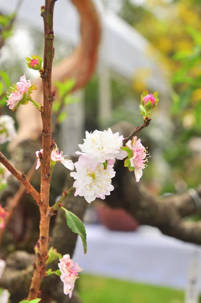 Vit aprikos blomma på våren — Stockfoto