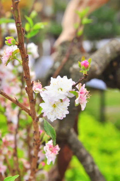 Witte abrikoos bloesem in het voorjaar — Stockfoto