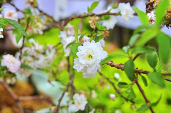 Vit aprikos blomma på våren — Stockfoto