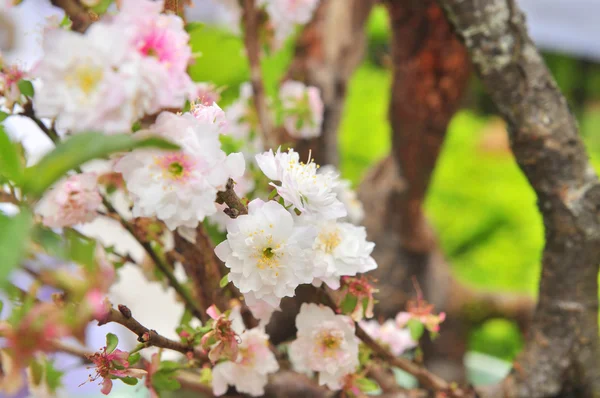 Witte abrikoos bloesem in het voorjaar — Stockfoto