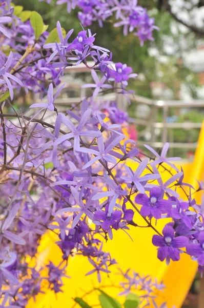 Flor reina púrpura en el jardín —  Fotos de Stock