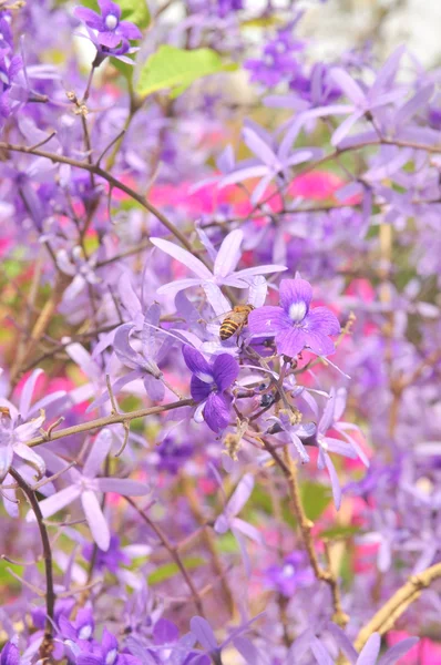 Фиолетовый цветок королевы в саду — стоковое фото