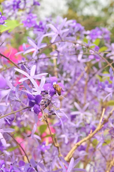 Fialový květ Queen v zahradě — Stock fotografie