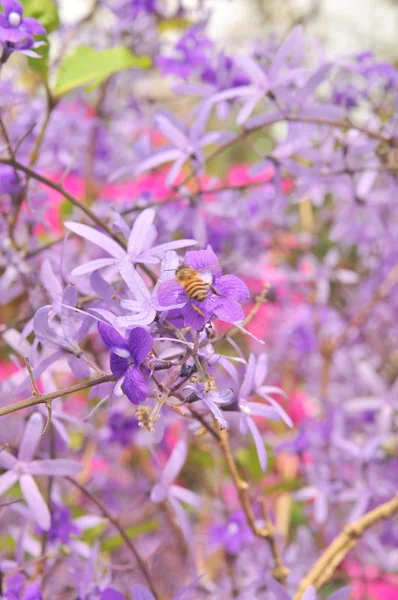 Flor reina púrpura en el jardín —  Fotos de Stock