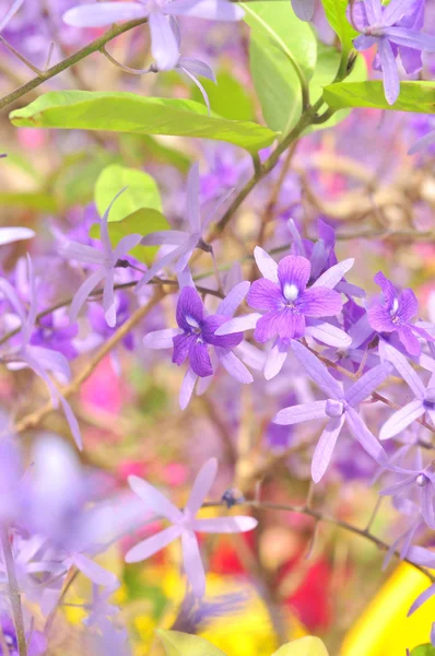 Flor reina púrpura en el jardín —  Fotos de Stock