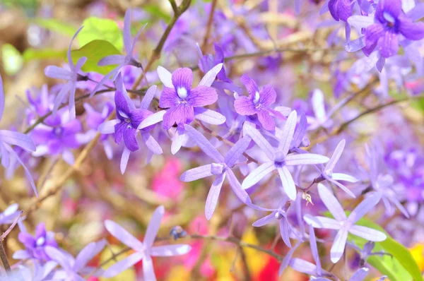 Flor reina púrpura en el jardín —  Fotos de Stock