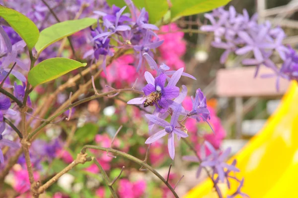 Reine pourpre fleur dans le jardin — Photo