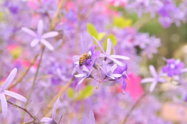 Lila drottning blomma i trädgården i Asien — Stockfoto