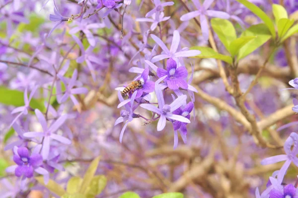 Flor de reina púrpura en el jardín en Asia —  Fotos de Stock