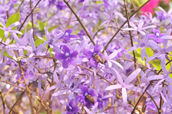 アジアの庭に紫の女王の花 — ストック写真