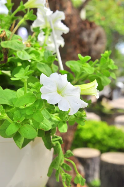 Fleur de pétunia blanche dans le jardin en Asie — Photo