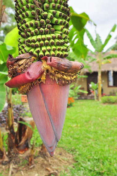 Flor de plátano en un campo en Vietnam — Foto de Stock