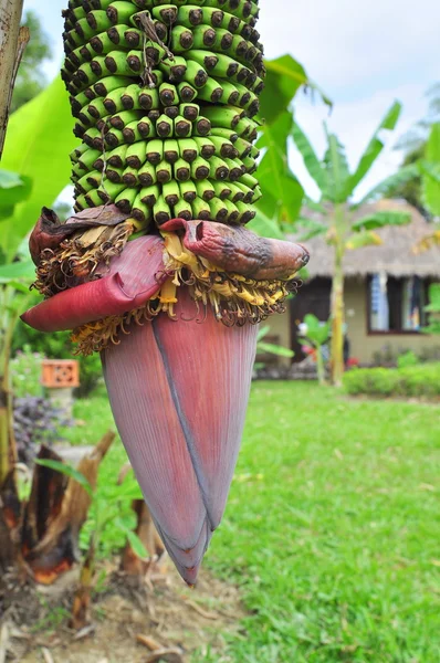 Flor de plátano en un campo en Vietnam — Foto de Stock
