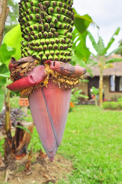 Flor de plátano en un campo en Vietnam — Foto de Stock