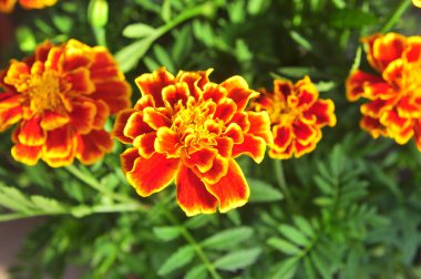 Bahçede kırmızı karanfil çiçek