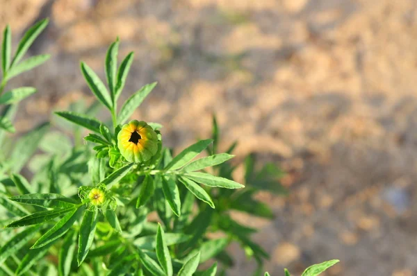 Brote verde en el sol —  Fotos de Stock