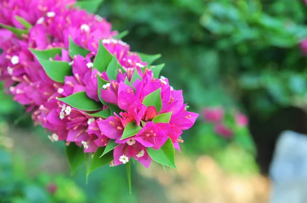 Buganviliemi květiny v zahradě — Stock fotografie