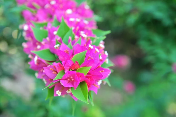Buganviliemi květiny v zahradě — Stock fotografie