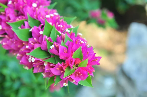 Bougainvilleas flores en el jardín —  Fotos de Stock