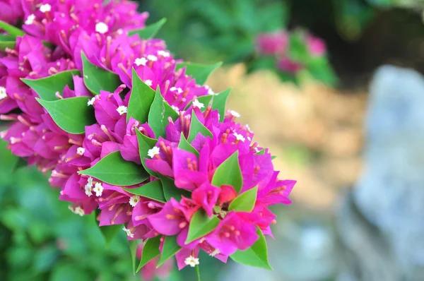 Βουκαμβίλιες λουλούδια στον κήπο — Φωτογραφία Αρχείου