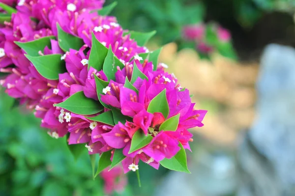 Bougainvilleas flores en el jardín —  Fotos de Stock