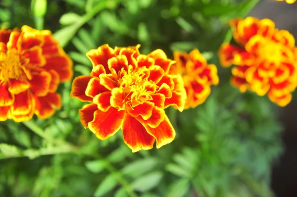 Flores de clavel rojas en el jardín —  Fotos de Stock