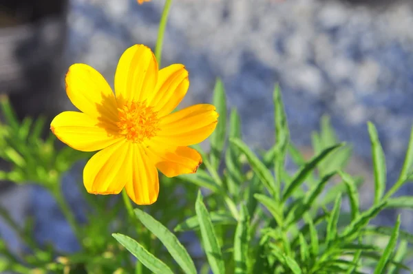Coreopsis flower in the garden — Stock Photo, Image