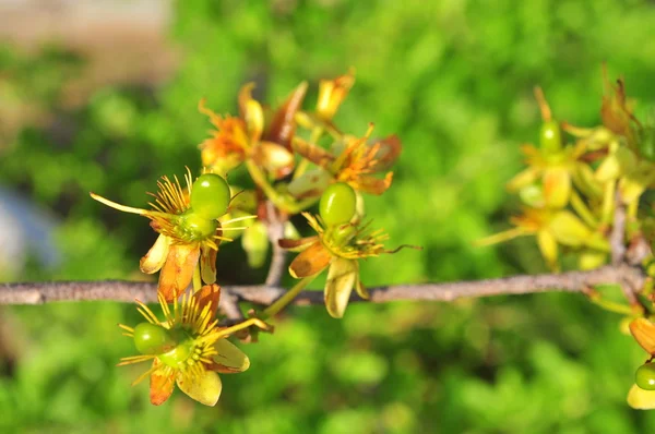 Brote de albaricoque verde en el sol —  Fotos de Stock