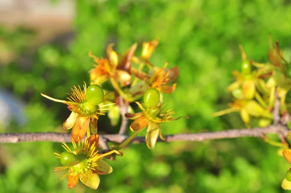 Brote de albaricoque verde en el sol —  Fotos de Stock