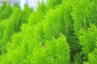Platycladus orientalis bitki bahçe