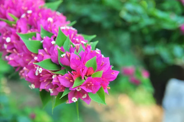 Bougainvilleas flores en el jardín —  Fotos de Stock