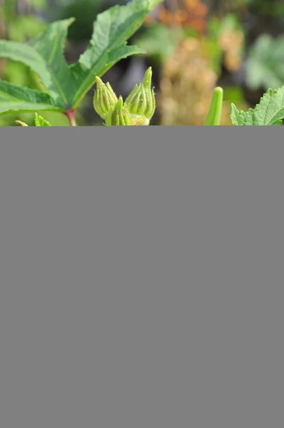 Okra or Okro plant and fruit — Stock Photo, Image