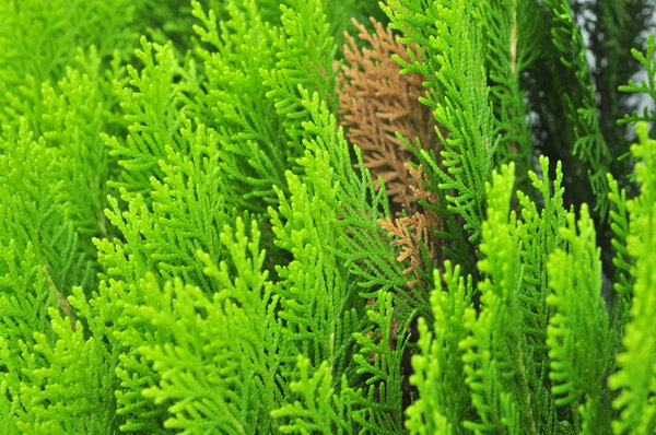 Platycladus orientalis растение в саду
