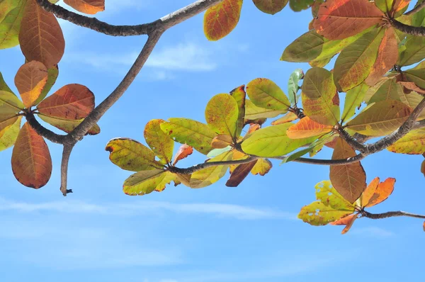 V tropických almond strom a modré nebe — Stock fotografie