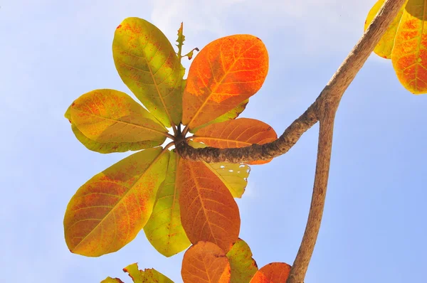 V tropických almond strom a modré nebe — Stock fotografie
