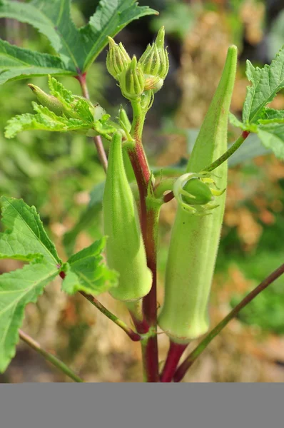 Okra or Okro plant and fruit Royalty Free Stock Photos