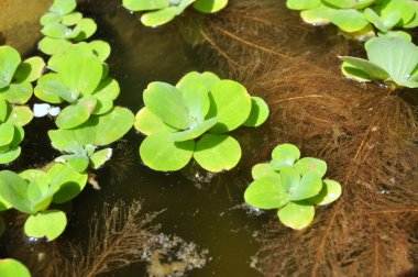 Suda yeşil ördek otu