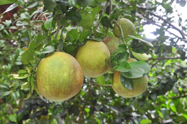 Bahar süre ağacında üzerinde greyfurt