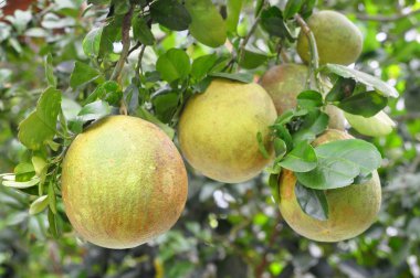 Bahar süre ağacında üzerinde greyfurt